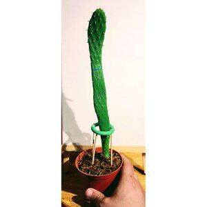 CAC-PLST-8 Baby Rooted Red Cactus Pear " Opuntia Cactus | Winter Cact